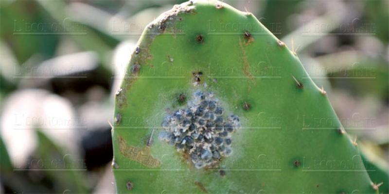 Cochenille du cactus: La recherche pour lutter contre le fléau