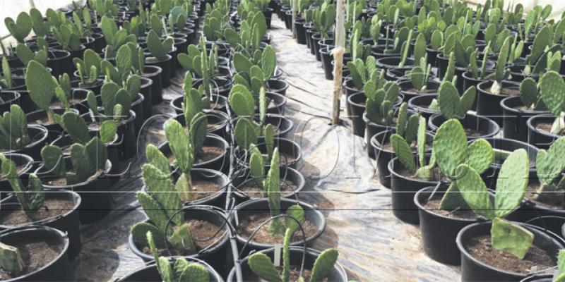 Cochenille du cactus: La recherche agronomique intensifiée