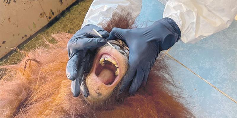 Des orangs-outans testés pour le coronavirus! 