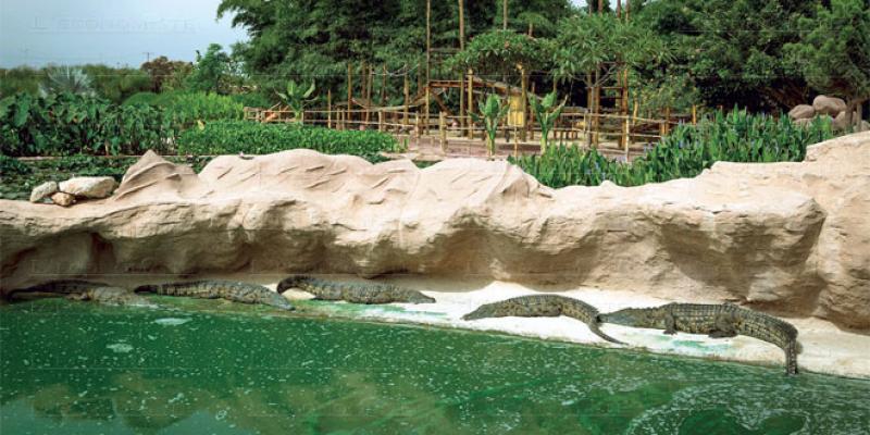 Agadir: Crocoparc accueille ses bébés anacondas