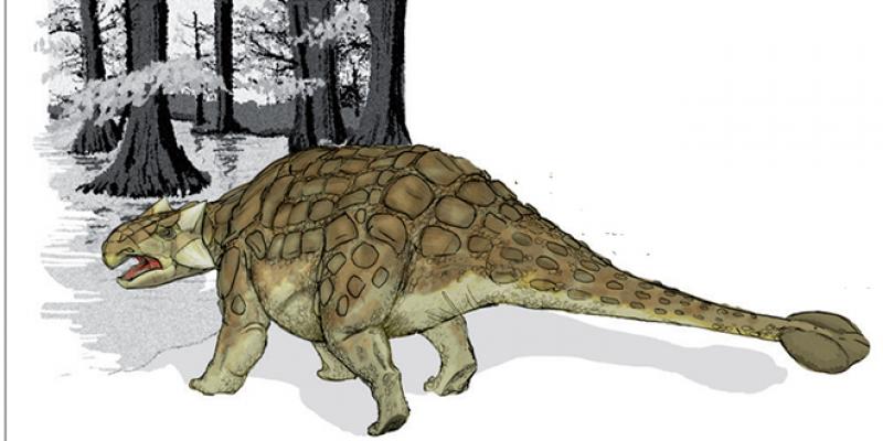 Avant la chute de l’astéroïde qui a causé leur extinction, les espèces de dinosaures étaient déjà sur le déclin
