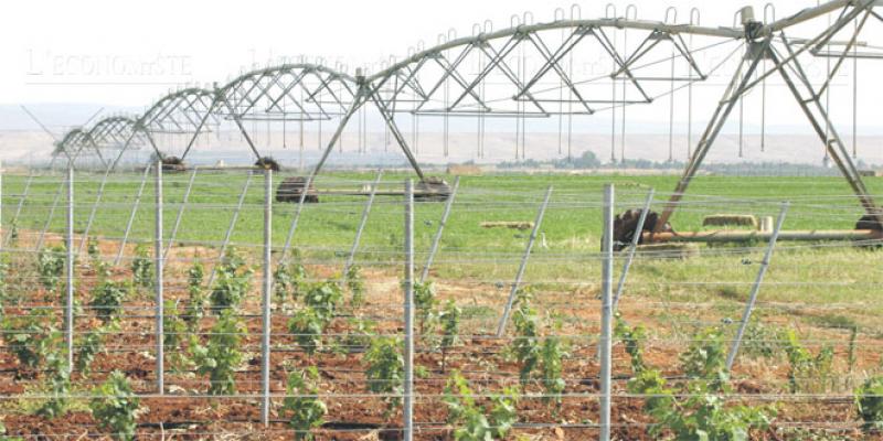 Fès-Meknès: 7,2 milliards de DH pour doper l’agriculture