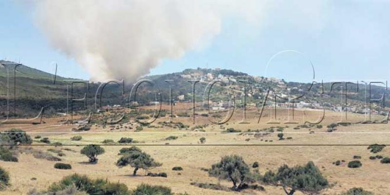 Les forêts de Tanger ravagées par le feu