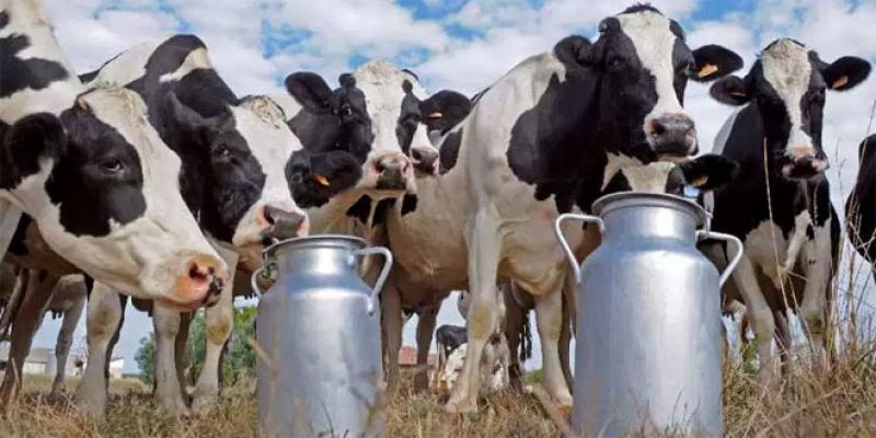 Filière laitière: Des avancées et encore du chemin à faire