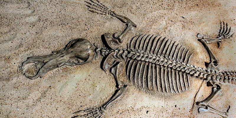 Le Chili remet au Maroc 117 fossiles rares datant de 400 millions d'années" 