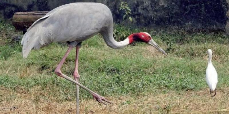 Inde: Un agriculteur appelle un zoo à libérer son «ami»