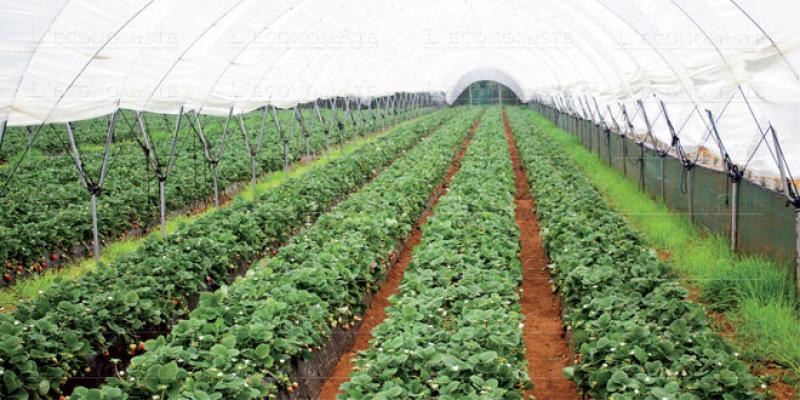 Larache, capitale des fruits rouges