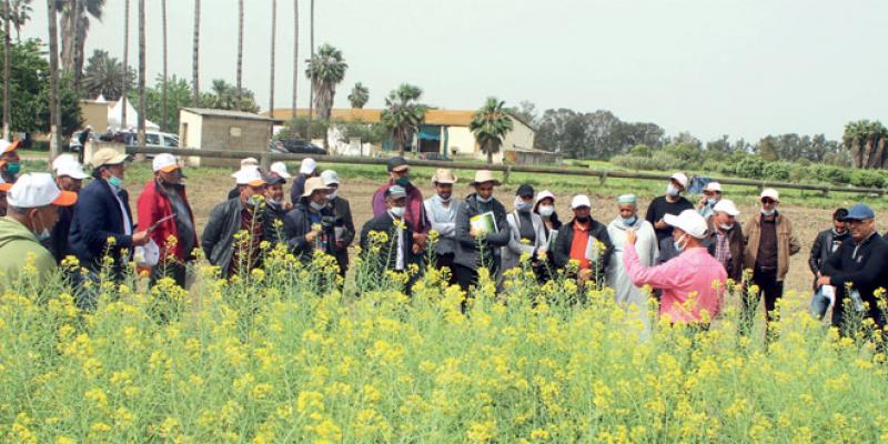 Meknès/Agriculture: L’INRA joue la carte de la sensibilisation