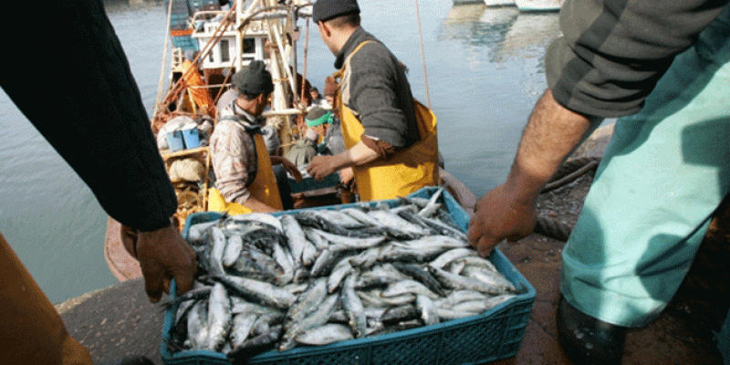 Pêche à l&#039;export: Le Maroc partage son expertise