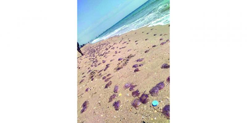 Tétouan: Les méduses envahissent les plages