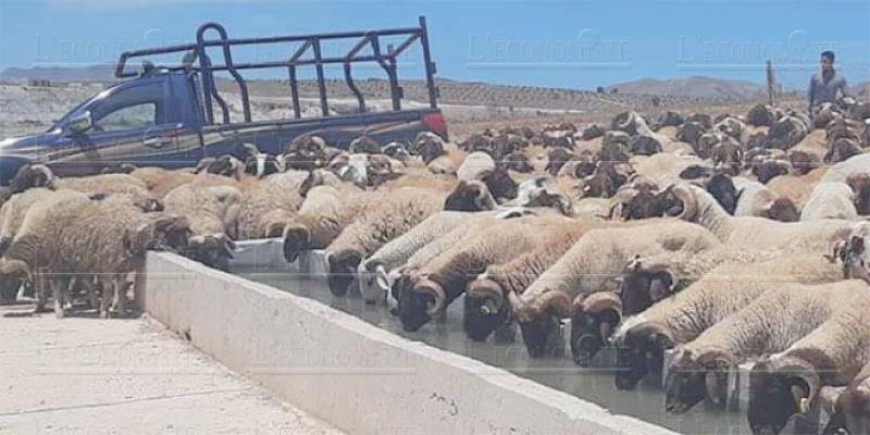 Importations d'ovins : les demandes ouvertes