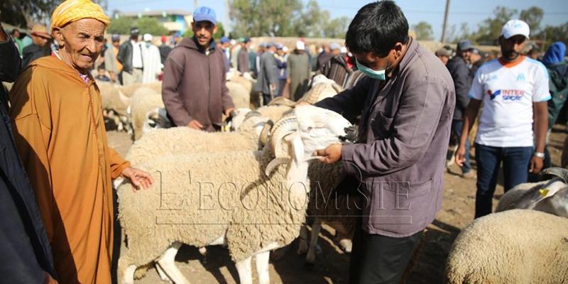 Aïd Al-Adha : 214.000 unités d'engraissement d'ovins et caprins recensés
