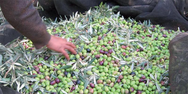 Bon cru pour la production d’olives