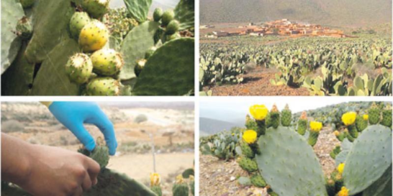 Ait Baâmrane/Cactus: L’or vert pour développer l’agriculture solidaire