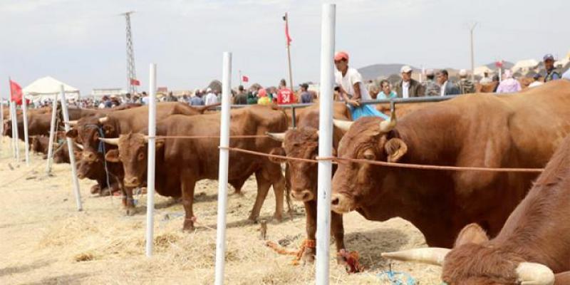 Oulmès s'attelle à la préservation de sa race bovine