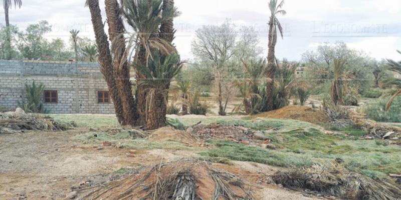 Ouarzazate/Palmier dattier: Sept pistes pour rentabiliser la filière