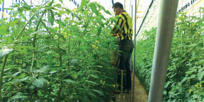 Phytosanitaires: L’informel règne sur au moins 20% du marchés