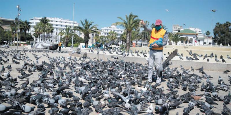 A Casablanca, des faucons pour chasser les pigeons