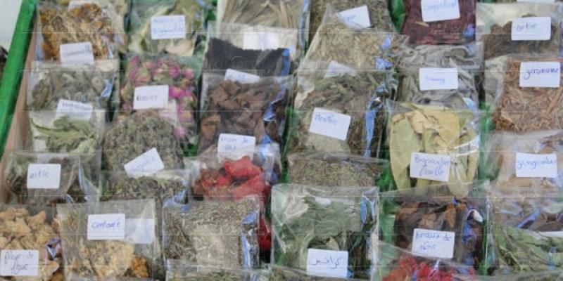 Plantes aromatiques et médicinales: Le Maroc a raté le virage