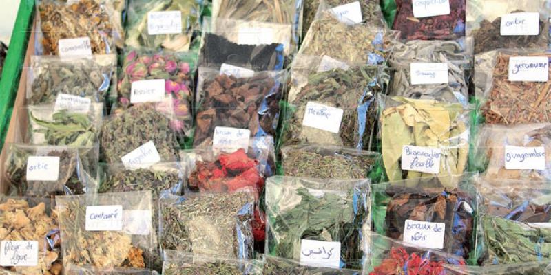 Marrakech/plantes aromatiques & médicinales: Le marché s’organise