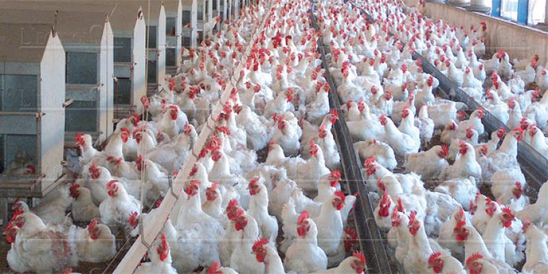 Aviculture: Alerte à la circulation du poulet vif
