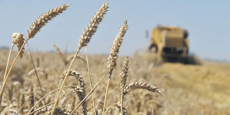 Production céréalière: La FAO revoit à la hausse ses prévisions