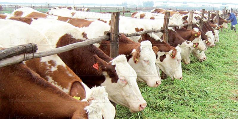 Doukkala: Une production laitière de 380 millions de litres par an