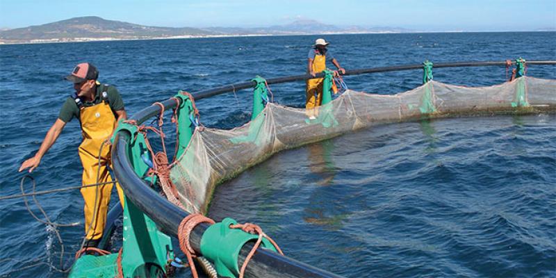 Développement durable - Le Maroc a de grandes ambitions pour l’aquaculture