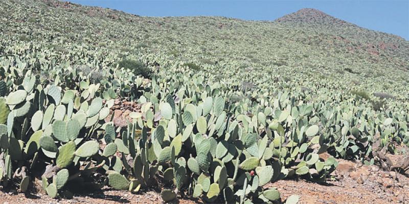 Sidi Ifni/Cactus: Alerte à la cochenille 