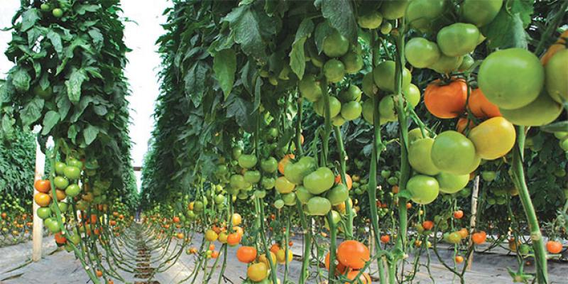 Souss-Massa: 32 milliards de DH pour le développement de l’agriculture 
