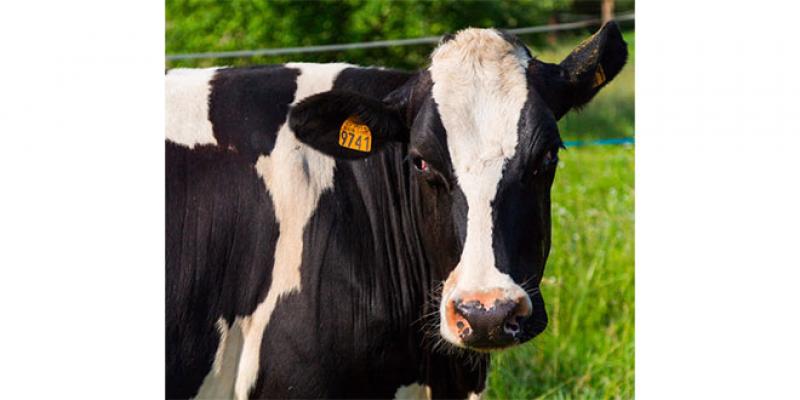 Une subvention pour l’importation de 20.000 vaches laitières 