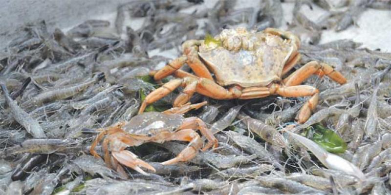 Valorisation des déchets: La science se penche sur le duo crabe-crevette