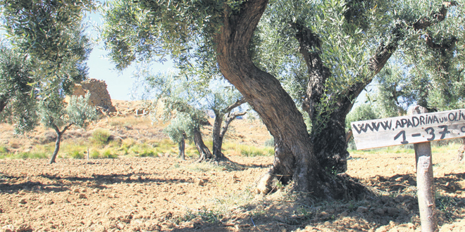 Adopter un olivier pour sauver tout un village