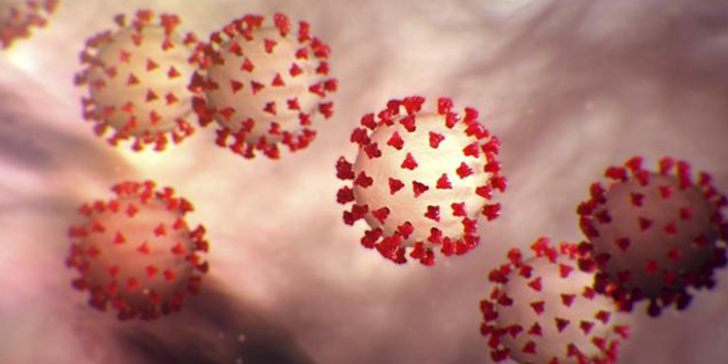 Recherche sur le coronavirus et les variants: L
